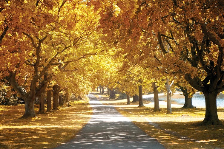 Avenue Of Oak Tree In Autumn