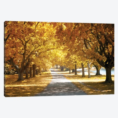 Avenue Of Oak Tree In Autumn Canvas Print #JRX27} by Jane Rix Canvas Print