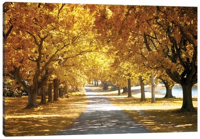 Avenue Of Oak Tree In Autumn Canvas Art Print - Oak Tree Art