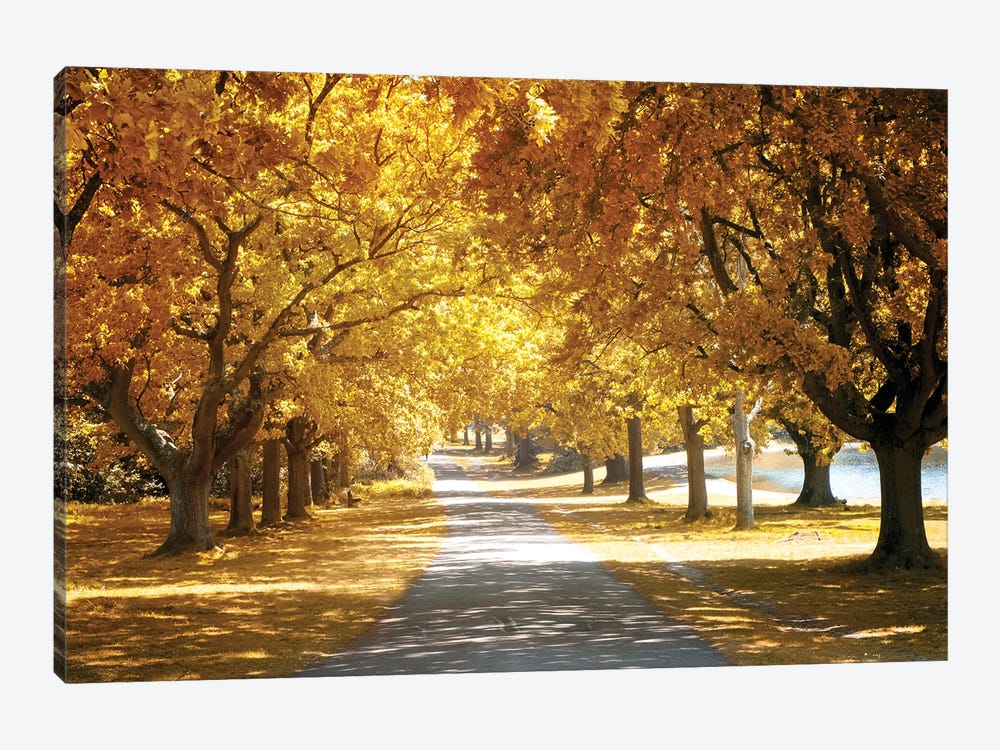 Avenue Of Oak Tree In Autumn by Jane Rix 1-piece Canvas Wall Art