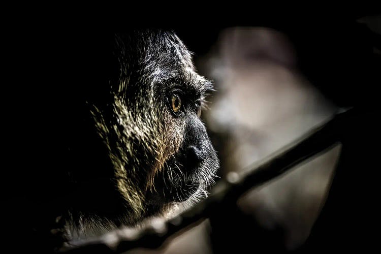 Low Light Portrait Of A White-Faced Saki