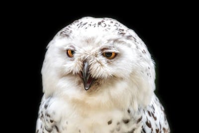 Female Snowy Owl Portrait by Jane Rix canvas print