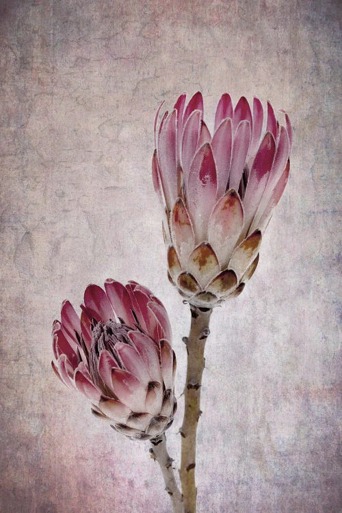Protea Flowers In Pink by Jane Rix wall art