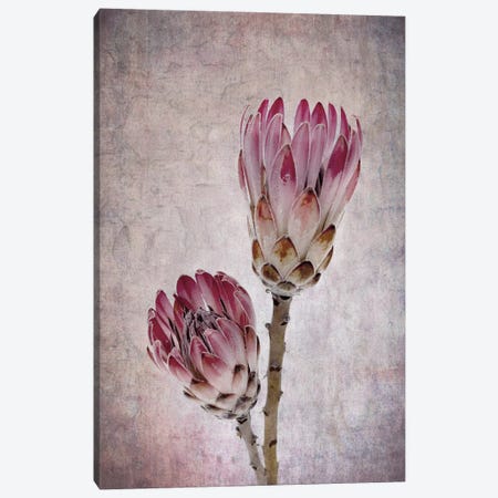 Protea Flowers In Pink Canvas Print #JRX28} by Jane Rix Canvas Art