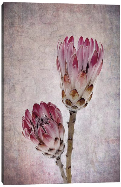 Protea Flowers In Pink Canvas Art Print - Protea
