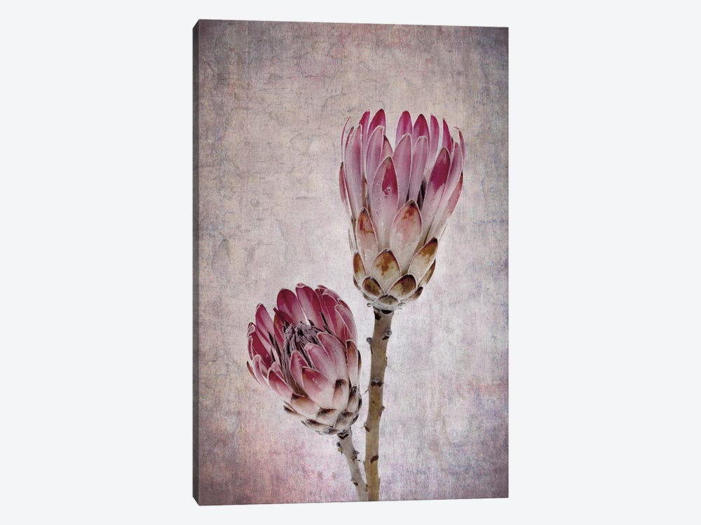 Protea Flowers In Pink by Jane Rix 1-piece Canvas Print