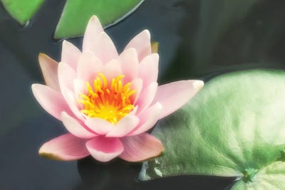 Pink Water Lily And Pads by Jane Rix framed canvas print