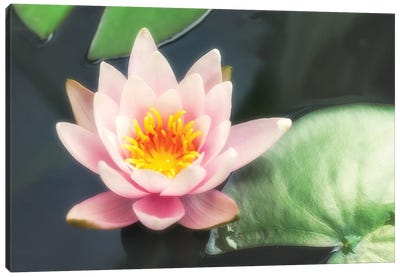 Pink Water Lily And Pads Canvas Art Print - Lily Art
