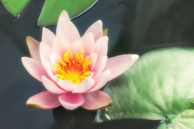 Pink Water Lily And Pads