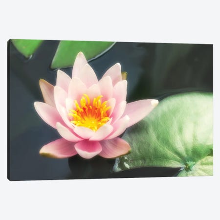 Pink Water Lily And Pads Canvas Print #JRX290} by Jane Rix Canvas Artwork