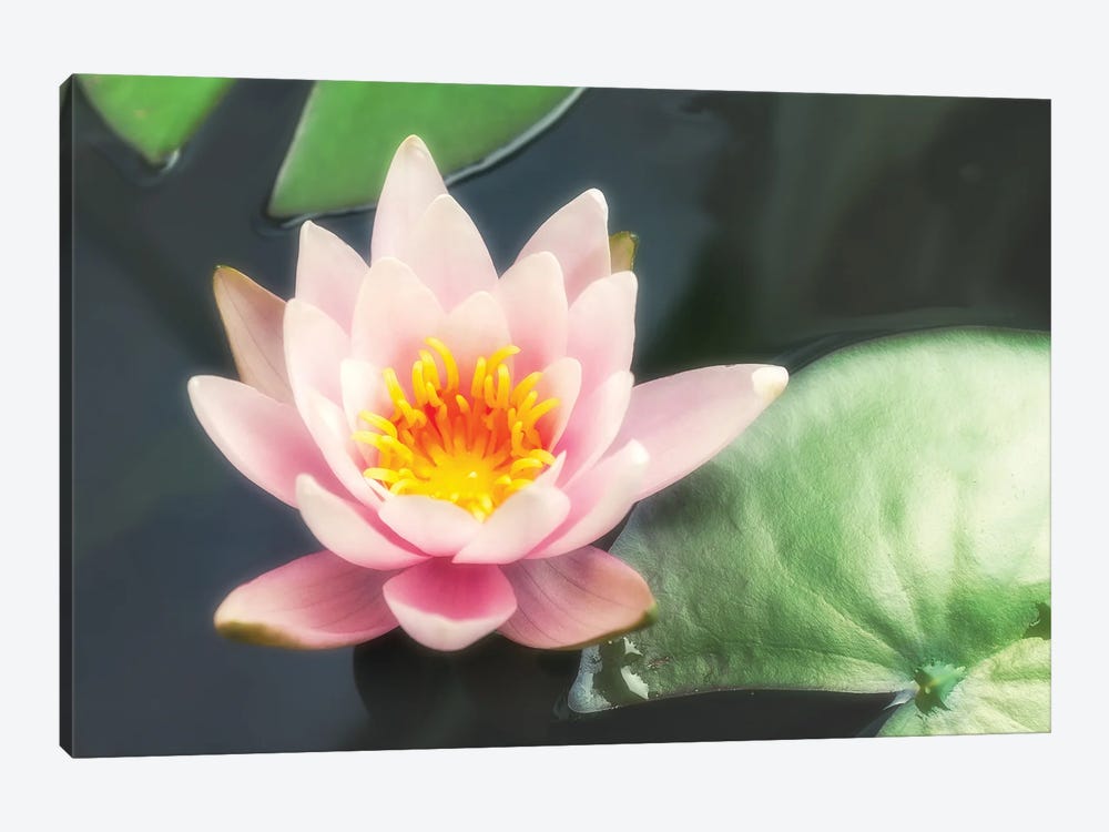 Pink Water Lily And Pads by Jane Rix 1-piece Canvas Art