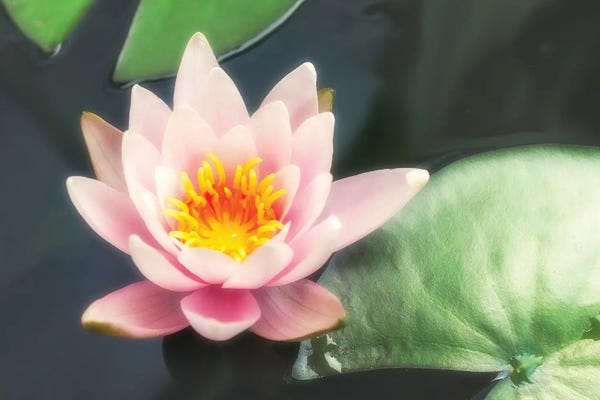 Jane Rix: Pink Water Lily And Pads by Jane Rix
