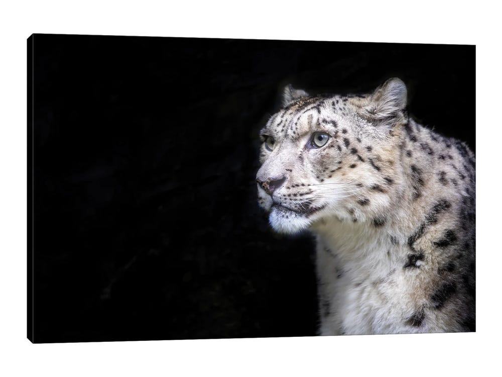 snow leopard fur background