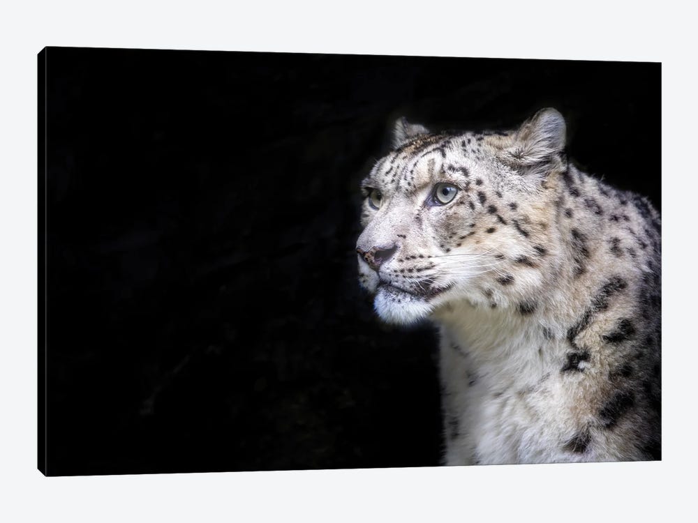 Snow Leopard On Dark Background by Jane Rix 1-piece Canvas Art Print