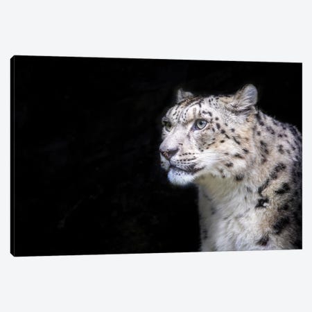 Snow Leopard On Dark Background Canvas Print #JRX291} by Jane Rix Canvas Artwork