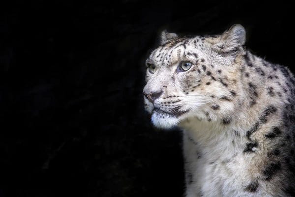Leopards: Snow Leopard On Dark Background by Jane Rix