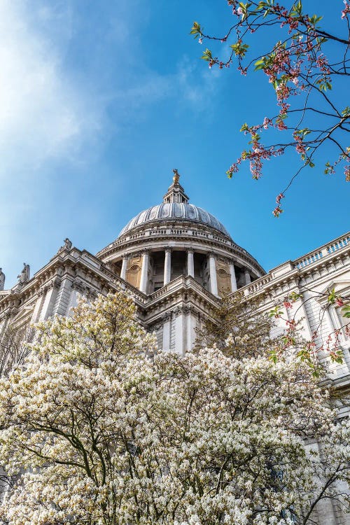 St Paul's Cathedral And Cherry Blossoms, London