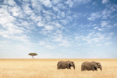 Two Elephants Walking In The Masai Mara by Jane Rix framed canvas print