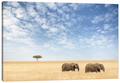 Two Elephants Walking In The Masai Mara Canvas Art Print - Maasai Mara National Reserve