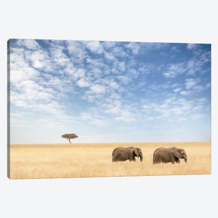 Two Elephants Walking In The Masai Mara Canvas Print #JRX294} by Jane Rix Canvas Art Print