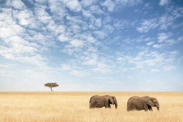 Maasai Mara National Reserve: Two Elephants Walking In The Masai Mara by Jane Rix