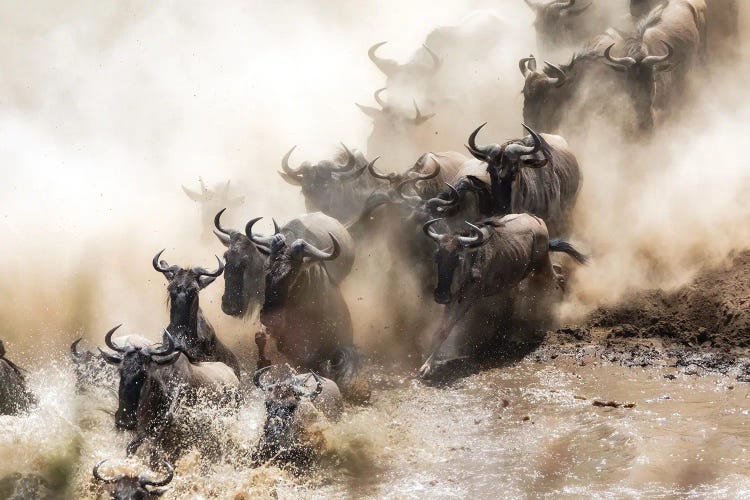 Wildebeest Herd Crossing The Mara River