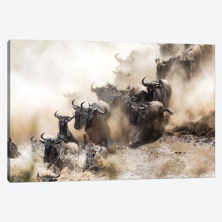 Wildebeest Herd Crossing The Mara River Canvas Print #JRX295} by Jane Rix Canvas Art Print