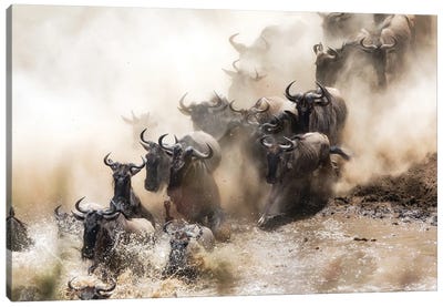 Wildebeest Herd Crossing The Mara River Canvas Art Print - Kenya