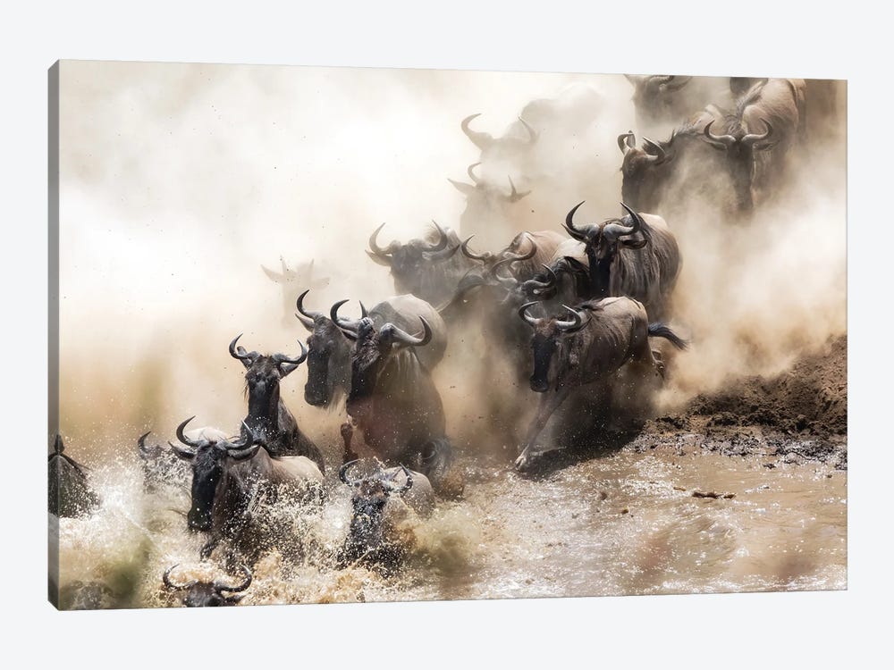 Wildebeest Herd Crossing The Mara River by Jane Rix 1-piece Canvas Print