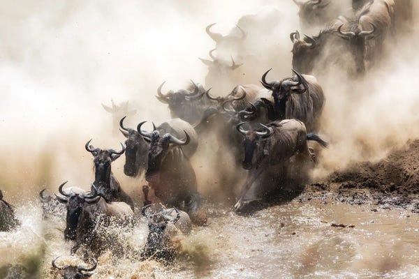 Maasai Mara National Reserve: Wildebeest Herd Crossing The Mara River by Jane Rix