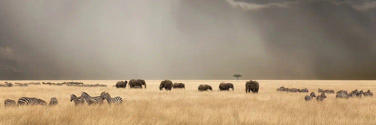 Stormy Skies Over The Masai Mara With Elephants And Zebra