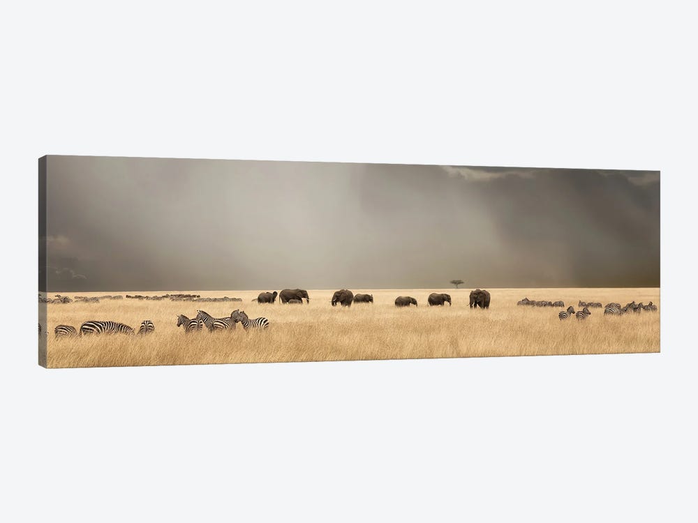 Stormy Skies Over The Masai Mara With Elephants And Zebra by Jane Rix 1-piece Canvas Artwork