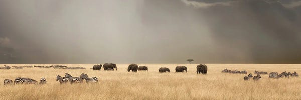 Maasai Mara National Reserve: Stormy Skies Over The Masai Mara With Elephants And Zebra by Jane Rix