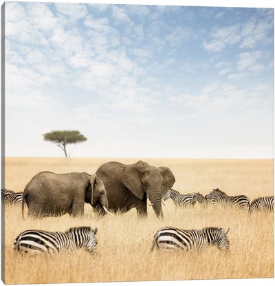 Elephants And Zebras In The Masai Mara Canvas Art Print - Jane Rix