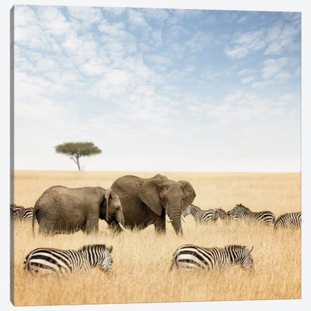 Elephants And Zebras In The Masai Mara Canvas Print #JRX297} by Jane Rix Canvas Print