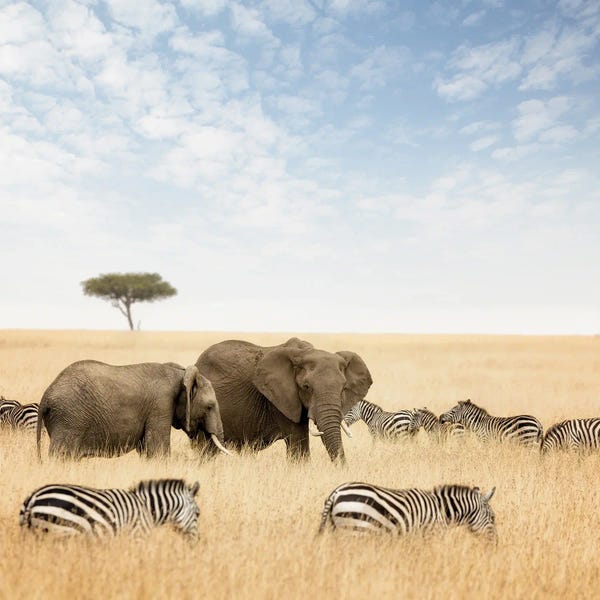 Maasai Mara National Reserve: Elephants And Zebras In The Masai Mara by Jane Rix