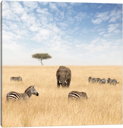 An Elephant And Zebras In The Grasslands Of The Masai Mara Canvas Art Print - Maasai Mara National Reserve