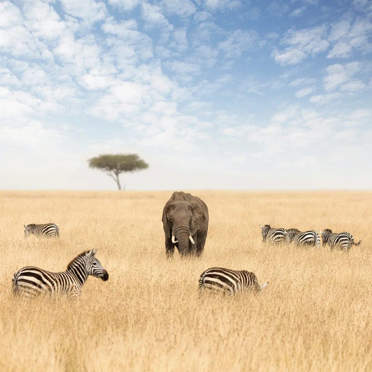 An Elephant And Zebras In The Grasslands Of The Masai Mara