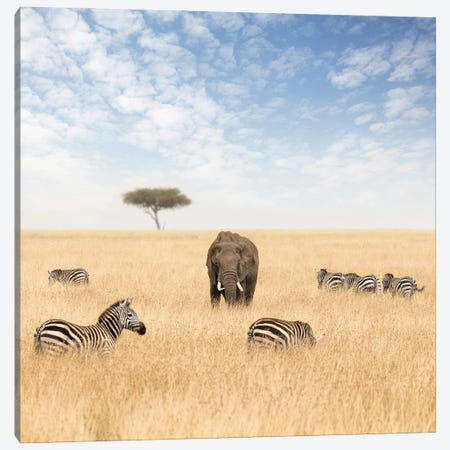 An Elephant And Zebras In The Grasslands Of The Masai Mara Canvas Print #JRX298} by Jane Rix Canvas Wall Art