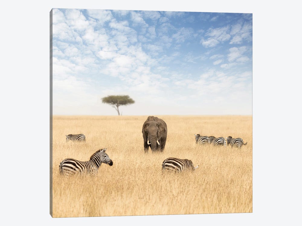 An Elephant And Zebras In The Grasslands Of The Masai Mara by Jane Rix 1-piece Canvas Artwork