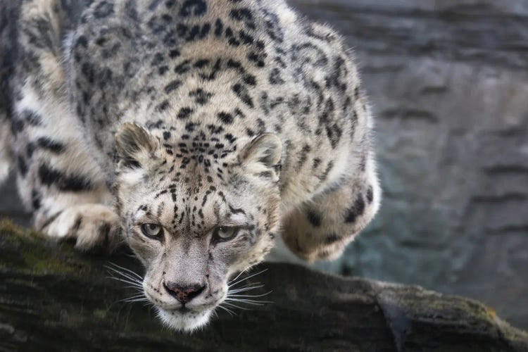 Pouncing Snow Leopard