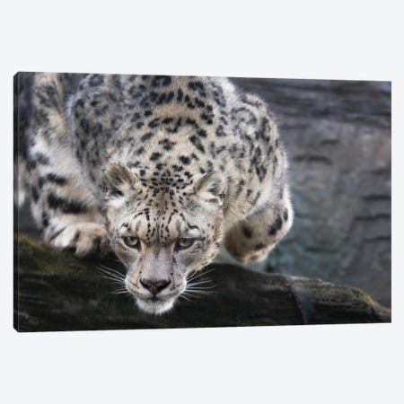 Pouncing Snow Leopard Canvas Print #JRX300} by Jane Rix Canvas Wall Art