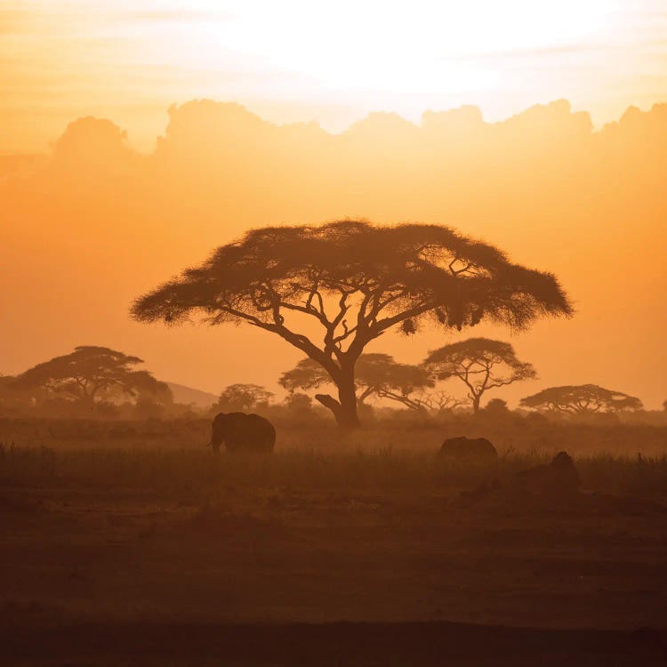 Mother And Calf Elephant In Amboseli At Sunset