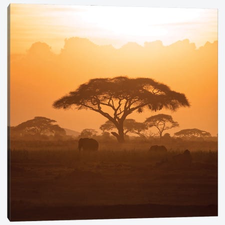 Mother And Calf Elephant In Amboseli At Sunset Canvas Print #JRX301} by Jane Rix Canvas Artwork