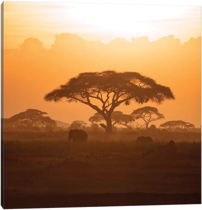 Mother And Calf Elephant In Amboseli At Sunset Canvas Art Print - Kenya