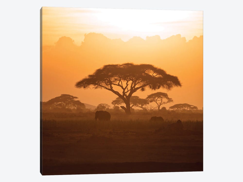 Mother And Calf Elephant In Amboseli At Sunset by Jane Rix 1-piece Canvas Print