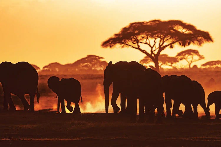 Elephants At Sunset In Amboseli National Park