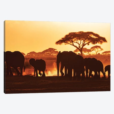 Elephants At Sunset In Amboseli National Park Canvas Print #JRX302} by Jane Rix Canvas Wall Art