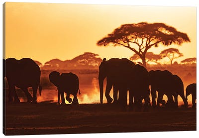 Elephants At Sunset In Amboseli National Park Canvas Art Print - Kenya