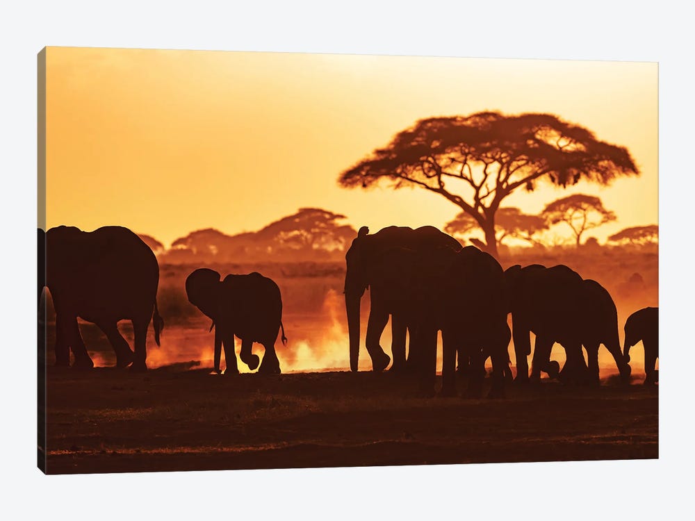 Elephants At Sunset In Amboseli National Park by Jane Rix 1-piece Canvas Wall Art